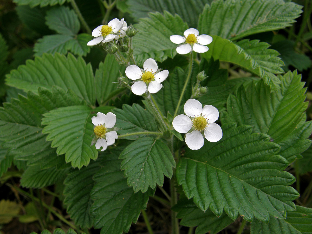 Jahodník truskavec (Fragaria moschata (Duchesne) Weston)