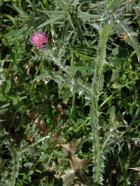 Bodlák (Carduus pycnocephalus L.)