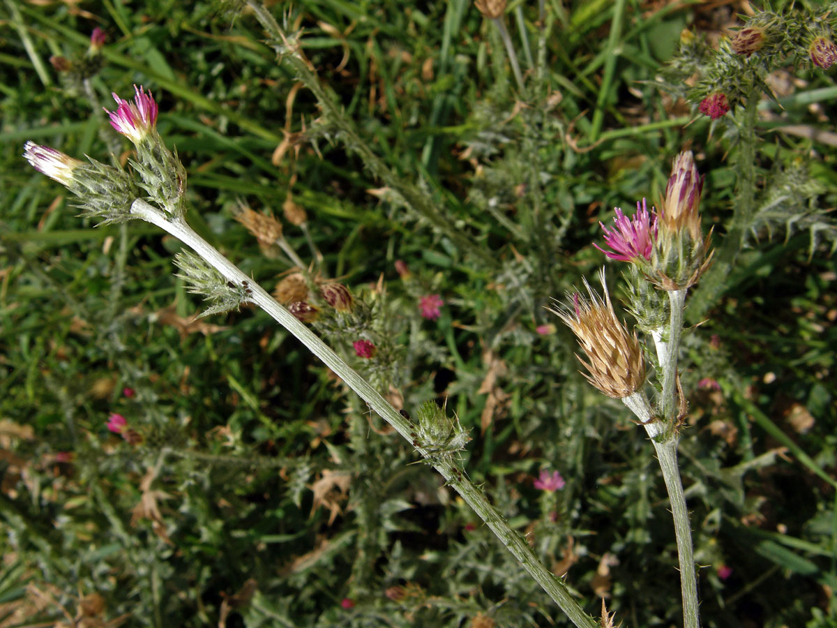 Bodlák (Carduus pycnocephalus L.)