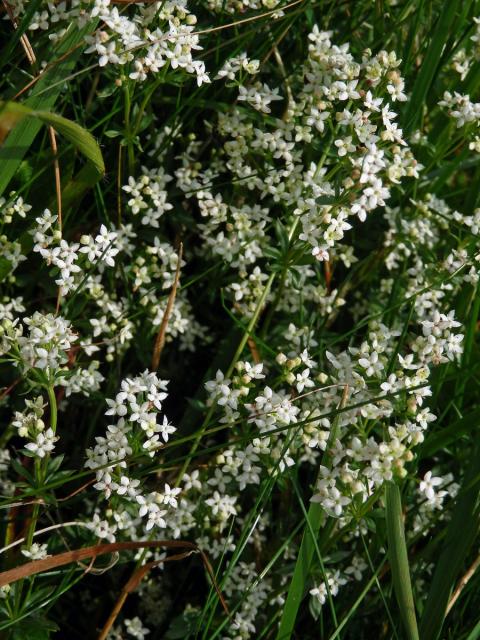 Svízel hercynský (Galium saxatile L.)