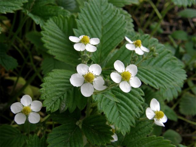 Jahodník truskavec (Fragaria moschata (Duchesne) Weston)