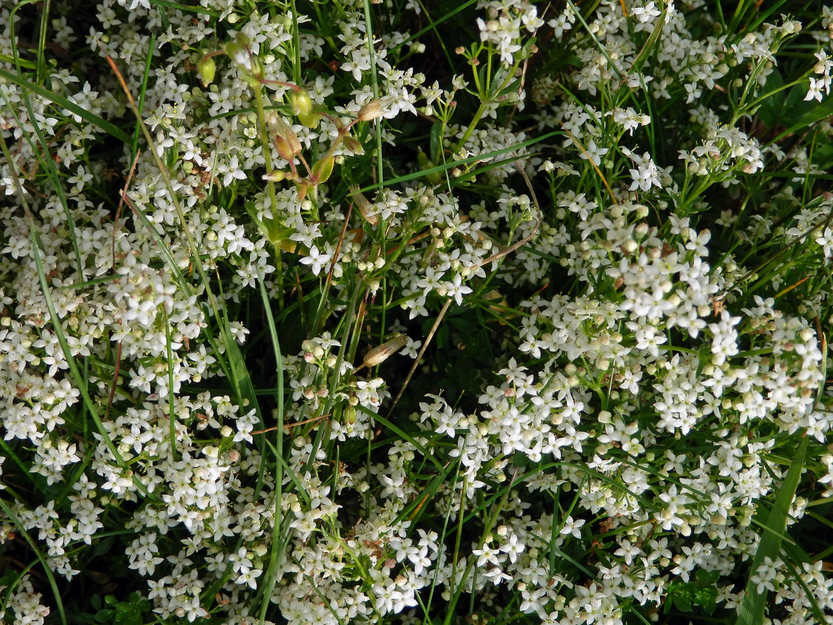 Svízel hercynský (Galium saxatile L.)