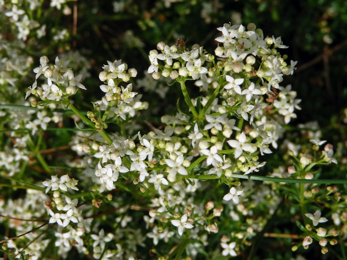 Svízel hercynský (Galium saxatile L.)