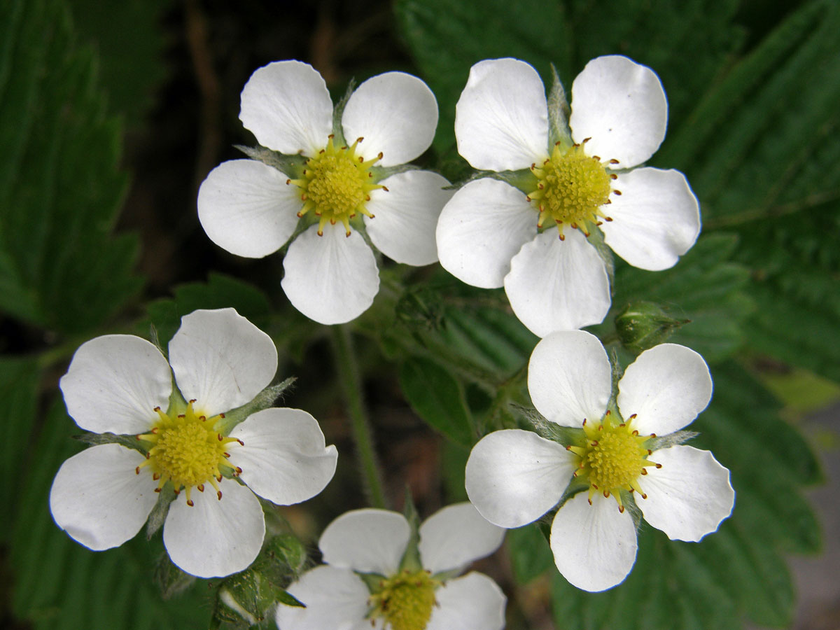 Jahodník truskavec (Fragaria moschata (Duchesne) Weston)