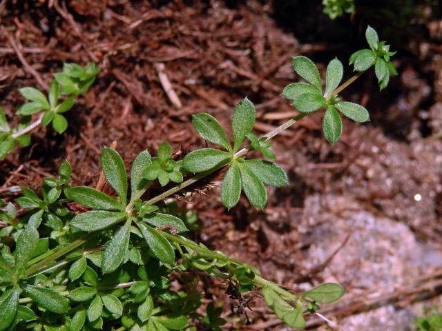 Svízel hercynský (Galium saxatile L.)