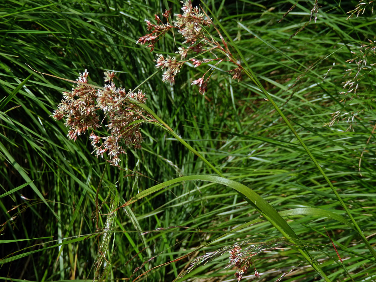 Bika bělavá měděná (Luzula luzuloides (Lam.) Dandy et Wilmott subsp. rubella (Mert. et Koch) Holub)