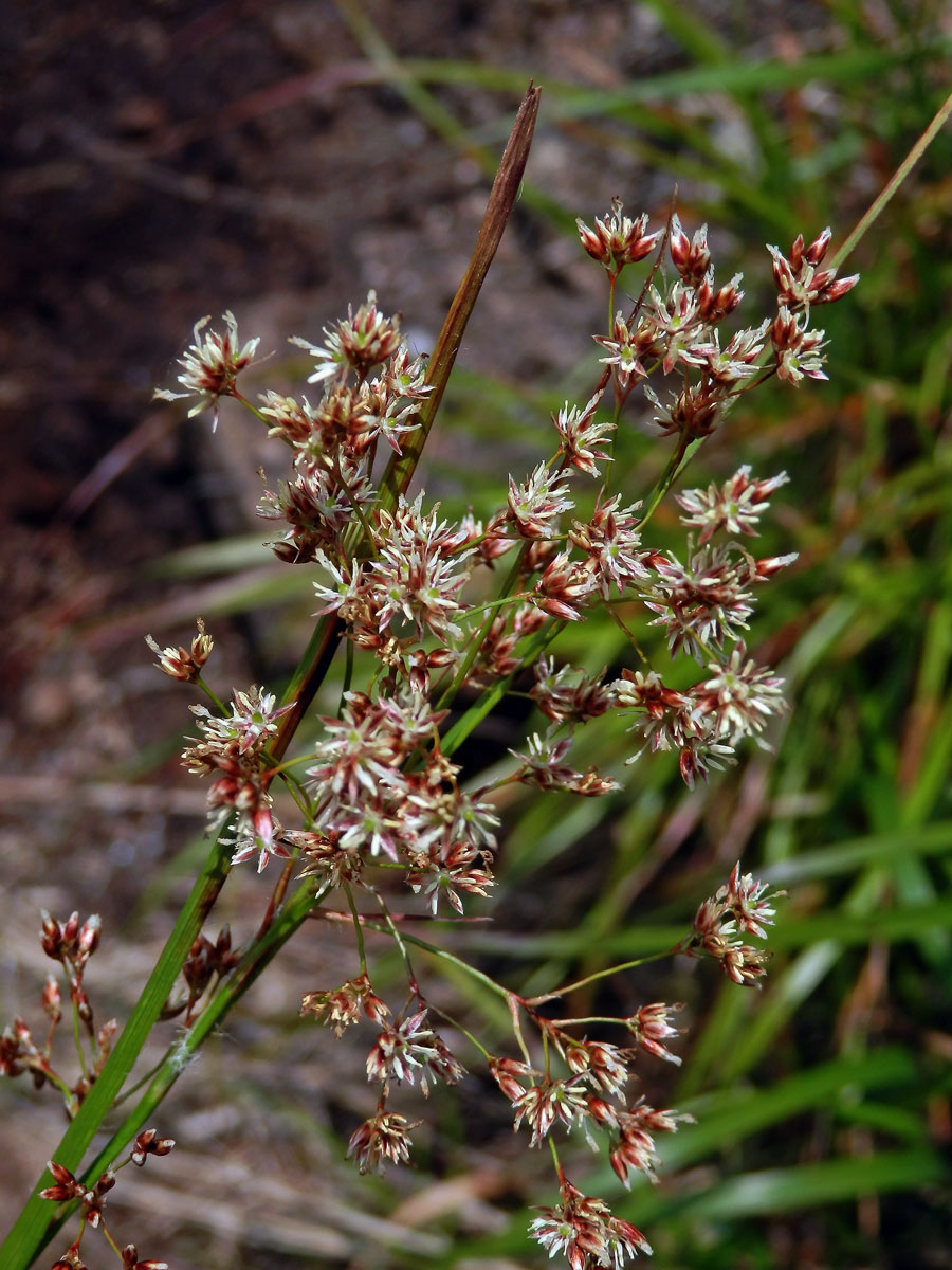 Bika bělavá měděná (Luzula luzuloides (Lam.) Dandy et Wilmott subsp. rubella (Mert. et Koch) Holub)