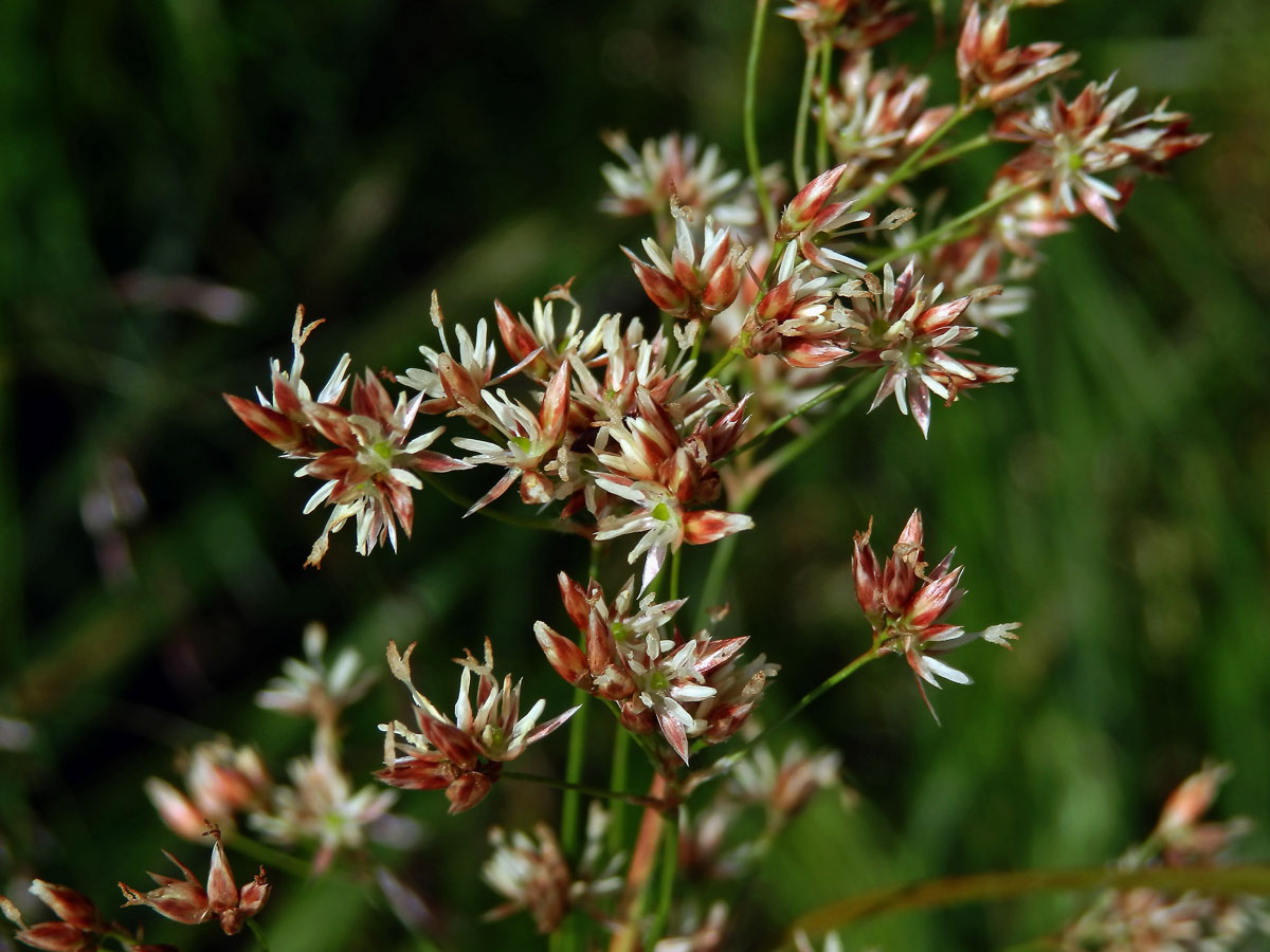 Bika bělavá měděná (Luzula luzuloides (Lam.) Dandy et Wilmott subsp. rubella (Mert. et Koch) Holub)