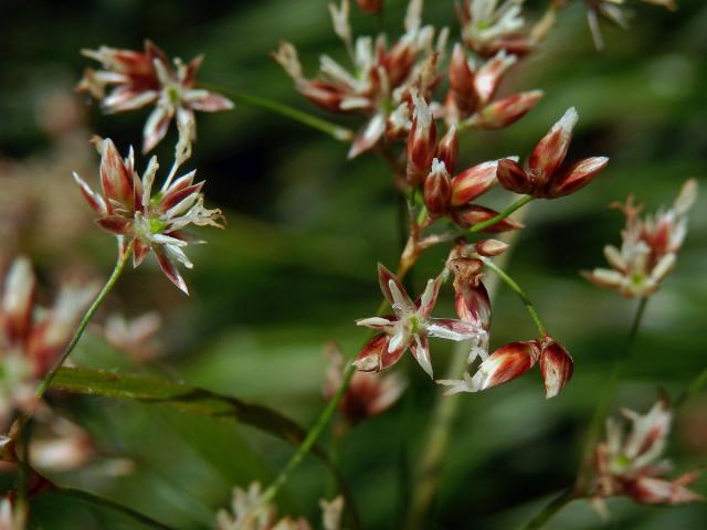 Bika bělavá měděná (Luzula luzuloides (Lam.) Dandy et Wilmott subsp. rubella (Mert. et Koch) Holub)