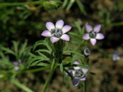 Proměnka (Gilia achilleifolia Benth.), šestičený květ