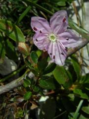 Růžokeřník cistovitý (Rhodothamnus chamaecistus (L.) Rchb.)