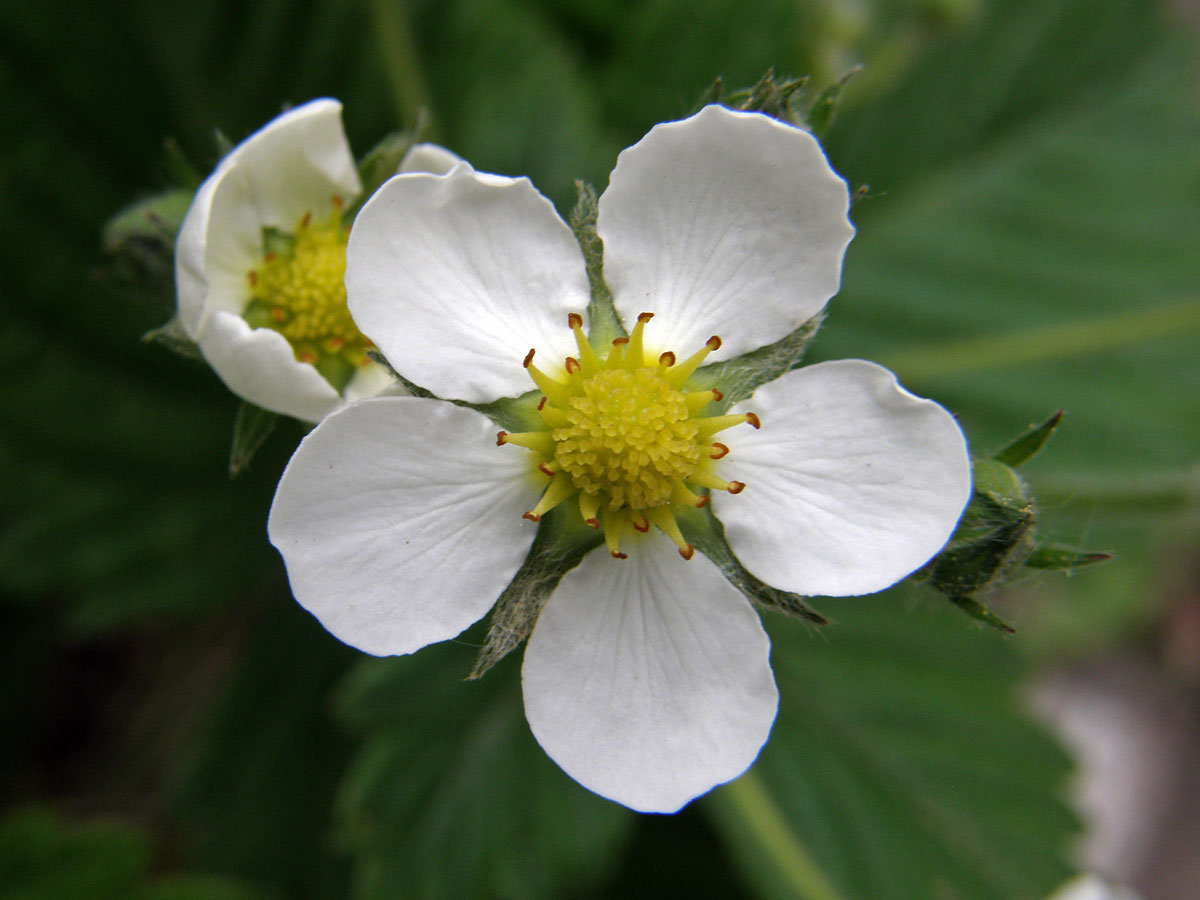 Jahodník truskavec (Fragaria moschata (Duchesne) Weston)