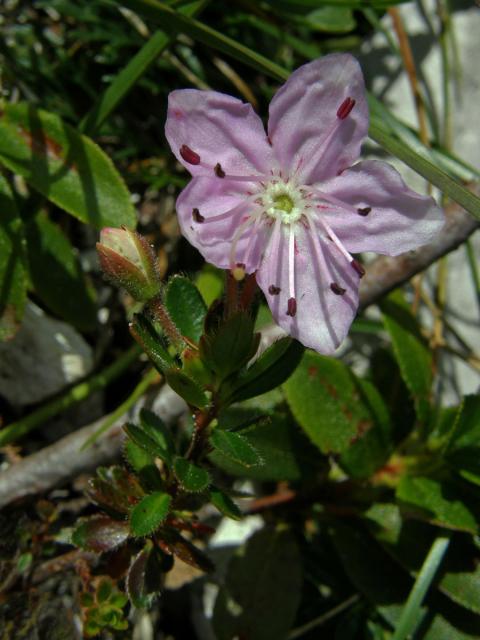 Růžokeřník cistovitý (Rhodothamnus chamaecistus (L.) Rchb.)