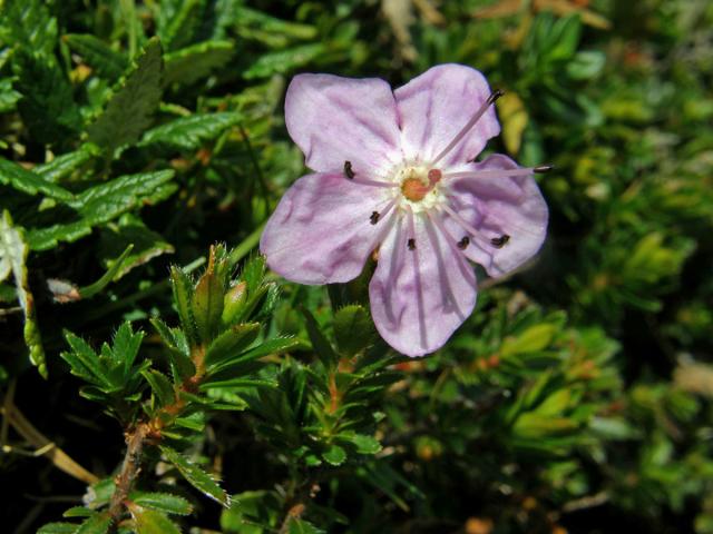 Růžokeřník cistovitý (Rhodothamnus chamaecistus (L.) Rchb.)