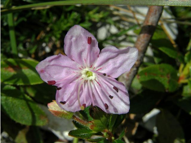 Růžokeřník cistovitý (Rhodothamnus chamaecistus (L.) Rchb.)