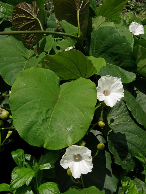 Merremia peltata (L.) Merr.