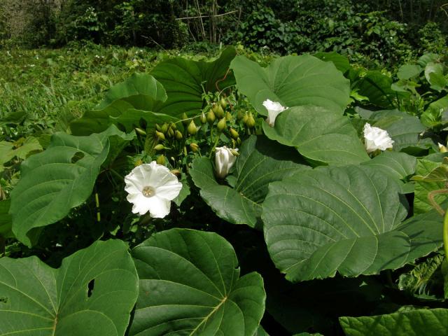 Merremia peltata (L.) Merr.