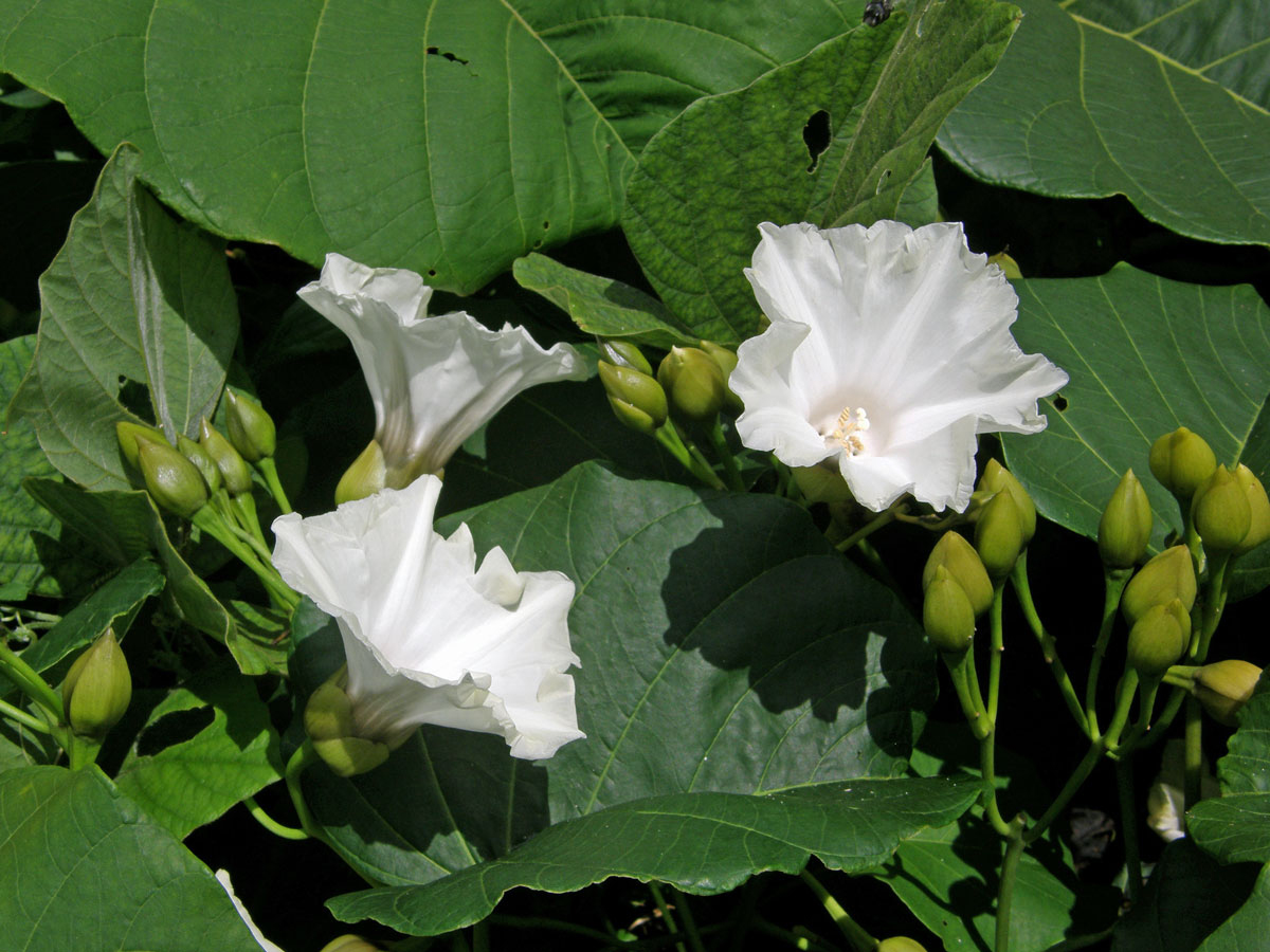 Merremia peltata (L.) Merr.