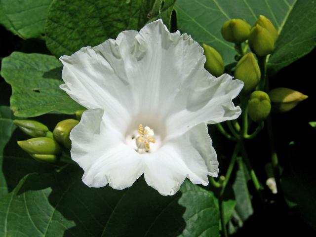 Merremia peltata (L.) Merr.