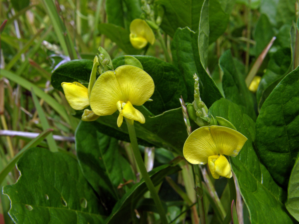 Vigna (Vigna marina (Burm. f.) Merr.)