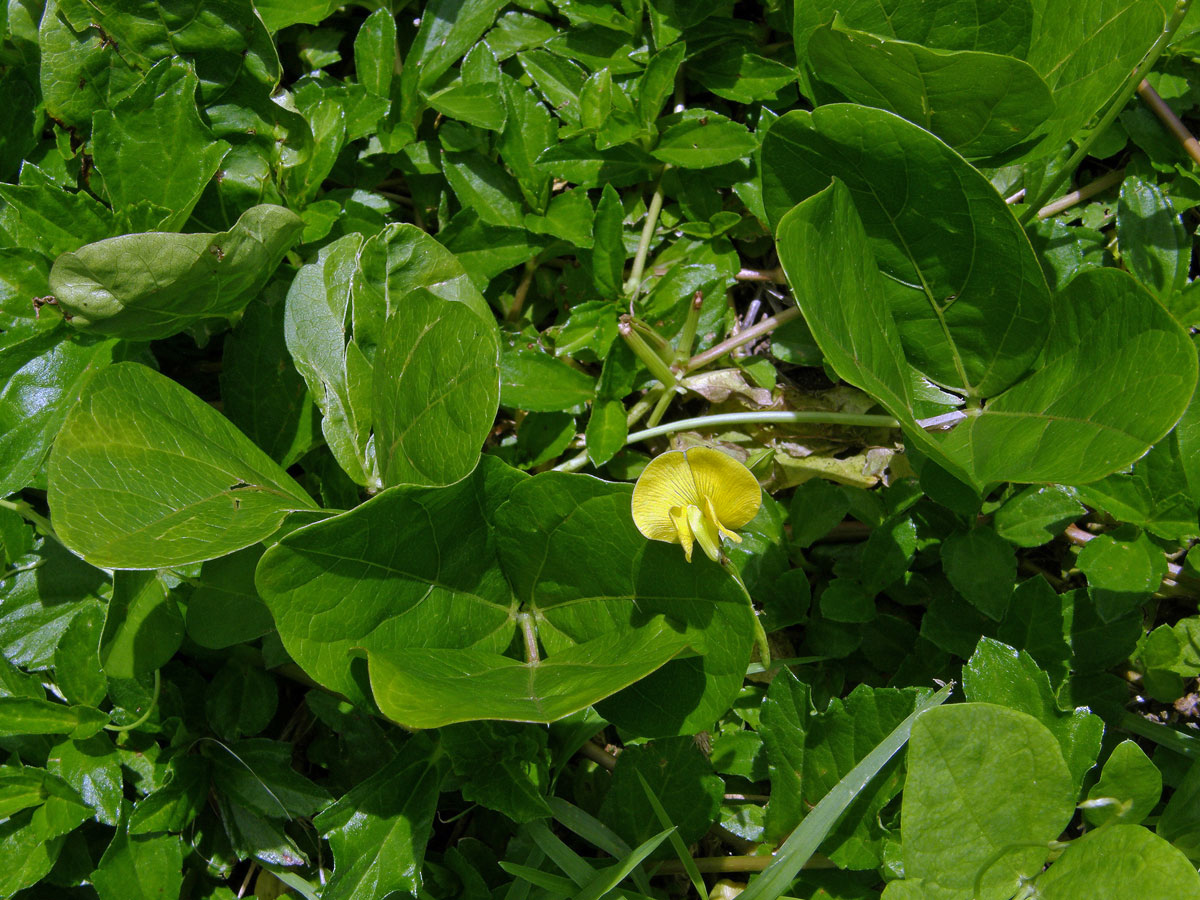 Vigna (Vigna marina (Burm. f.) Merr.)