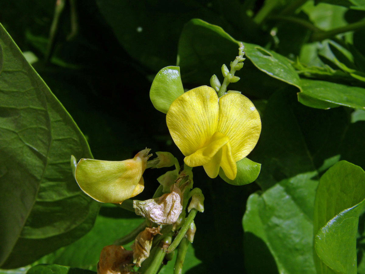 Vigna (Vigna marina (Burm. f.) Merr.)