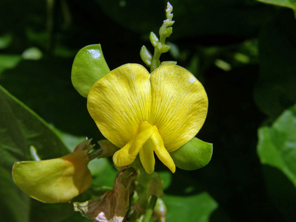 Vigna (Vigna marina (Burm. f.) Merr.)