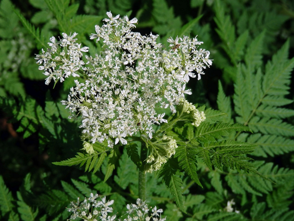 Čechřice vonná (Myrrhis odorata (L.) Scop.)