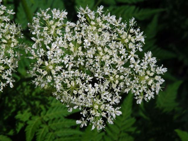 Čechřice vonná (Myrrhis odorata (L.) Scop.)