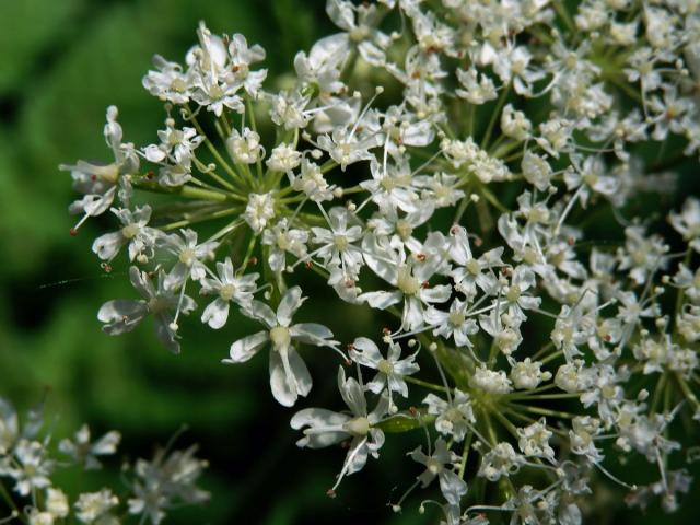 Čechřice vonná (Myrrhis odorata (L.) Scop.)