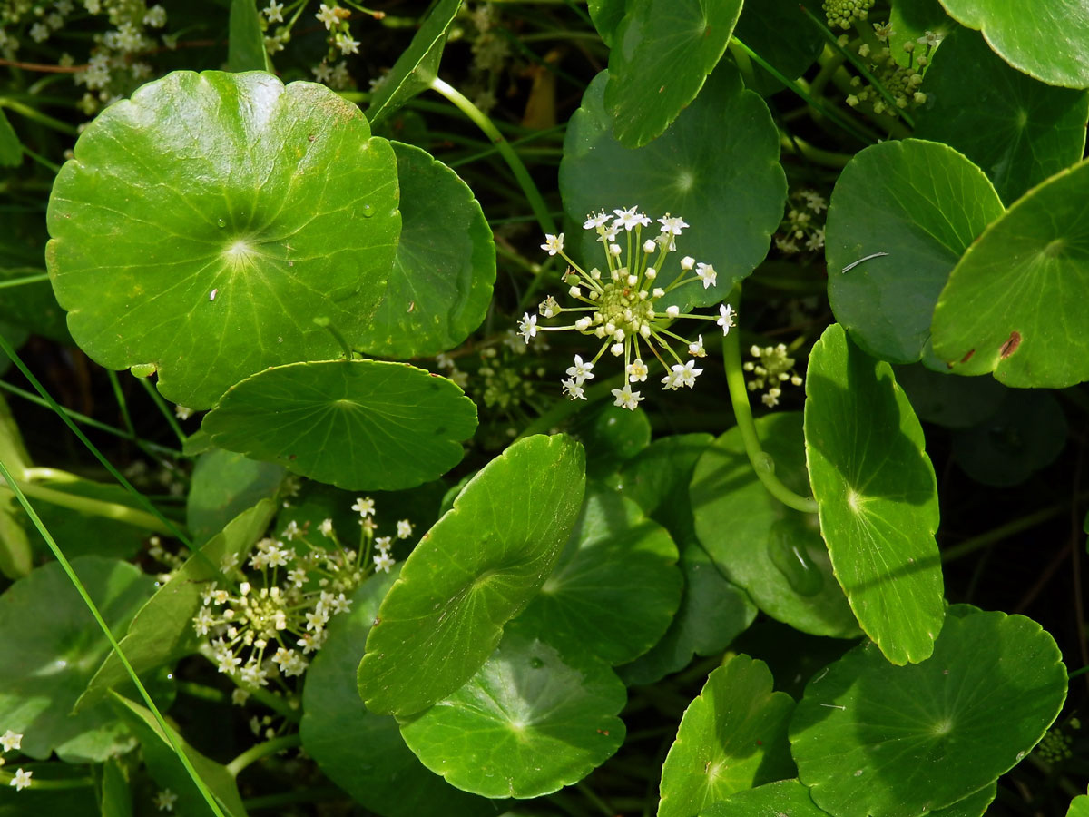 Pupečník (Hydrocotyle umbellata L.)