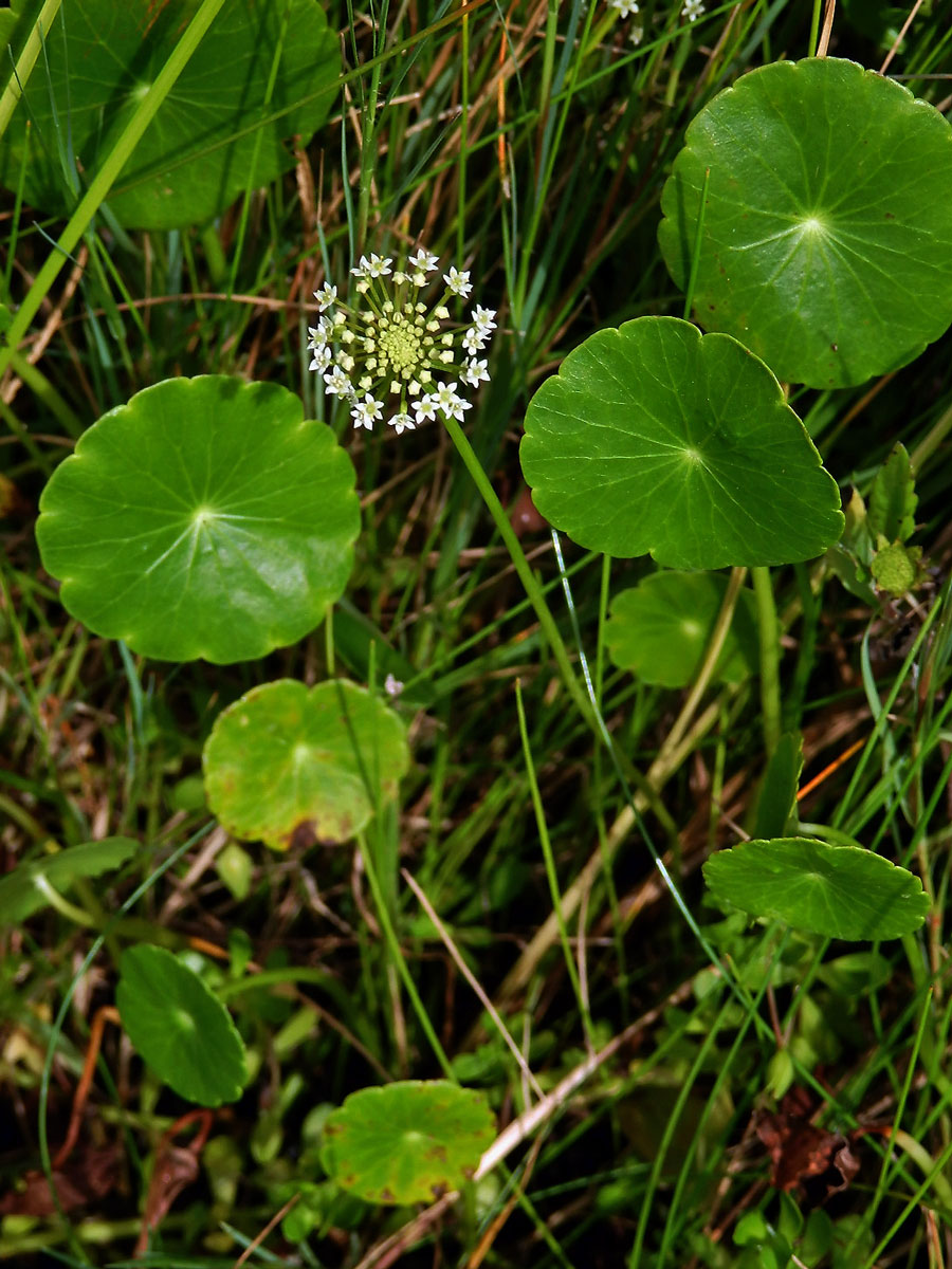 Pupečník (Hydrocotyle umbellata L.)