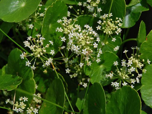 Pupečník (Hydrocotyle umbellata L.)