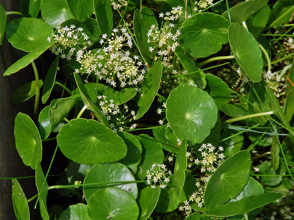 Pupečník (Hydrocotyle umbellata L.)