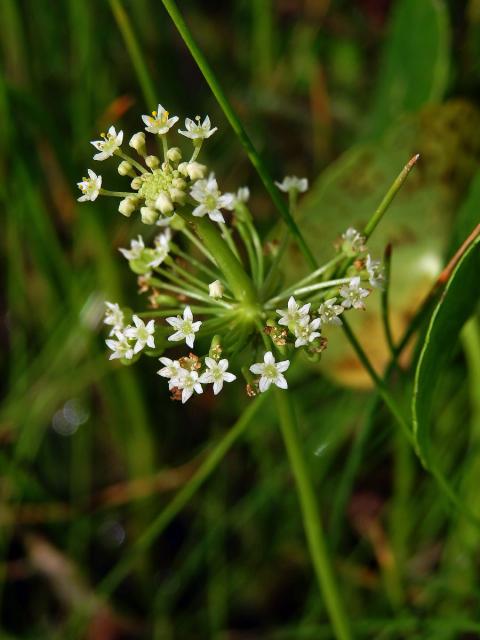 Pupečník (Hydrocotyle umbellata L.)