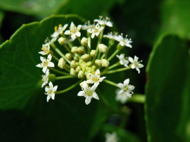 Pupečník (Hydrocotyle umbellata L.)