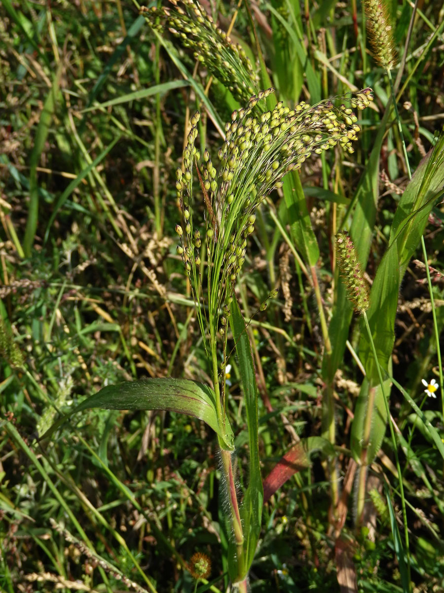 Proso seté (Panicum miliaceum L.)