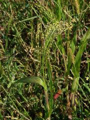 Proso seté (Panicum miliaceum L.)