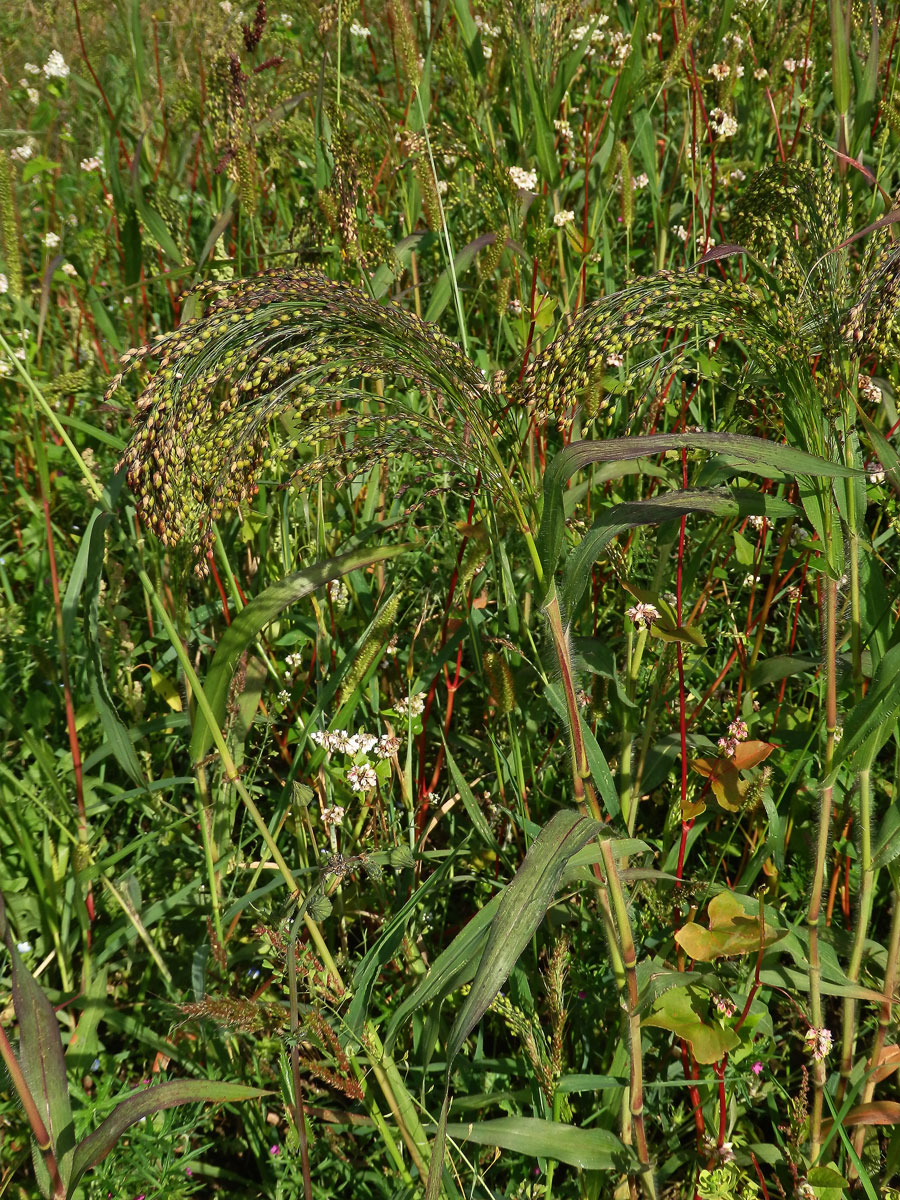 Proso seté (Panicum miliaceum L.)