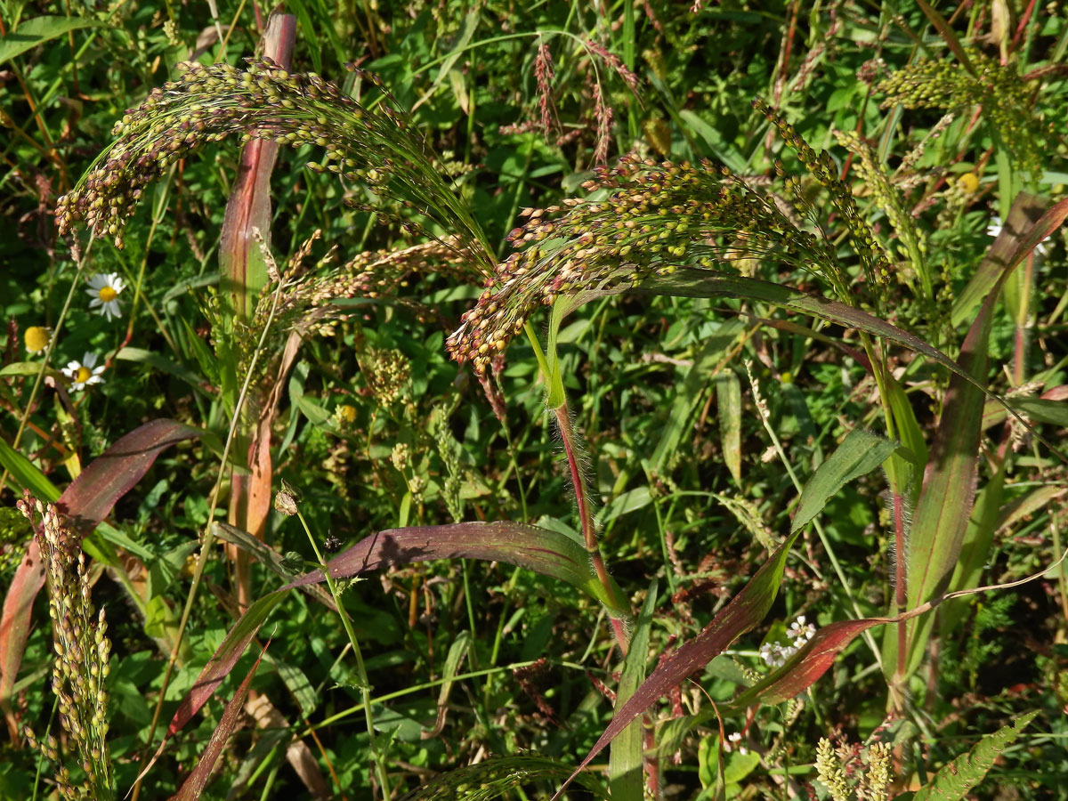 Proso seté (Panicum miliaceum L.)