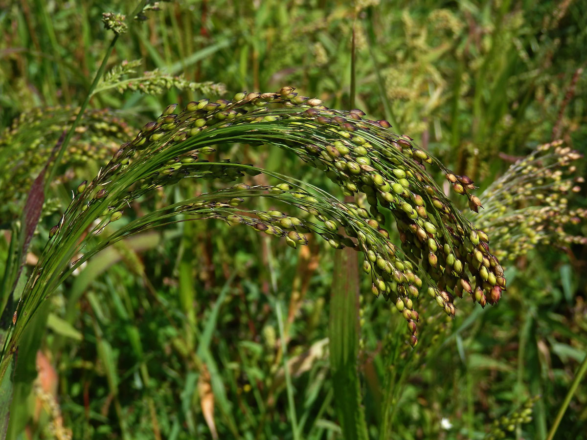 Proso seté (Panicum miliaceum L.)