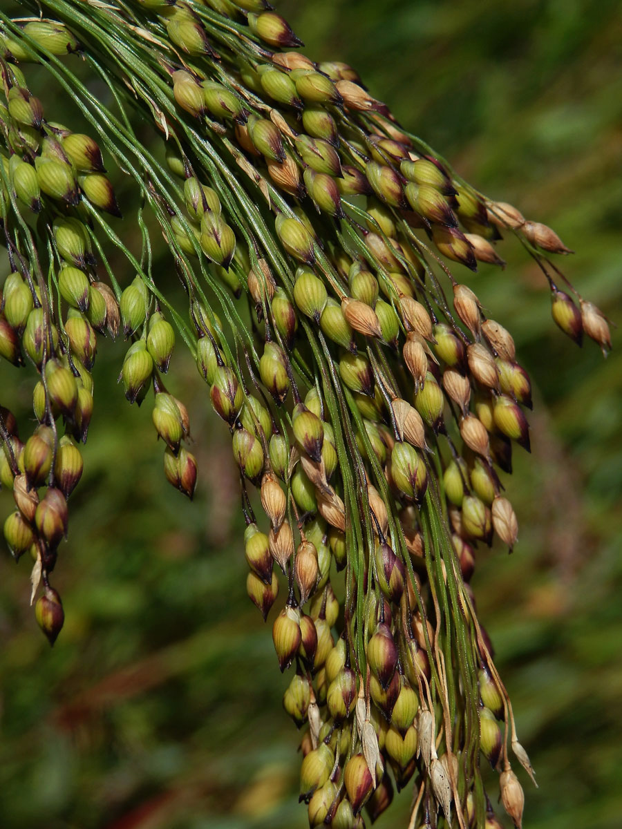 Proso seté (Panicum miliaceum L.)