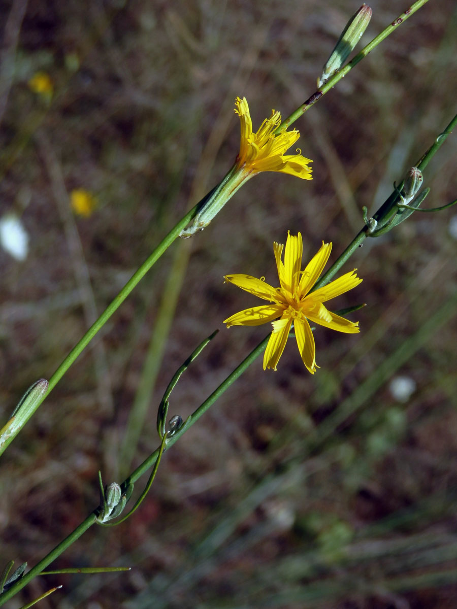 Radyk prutnatý (Chondrilla juncea L.)