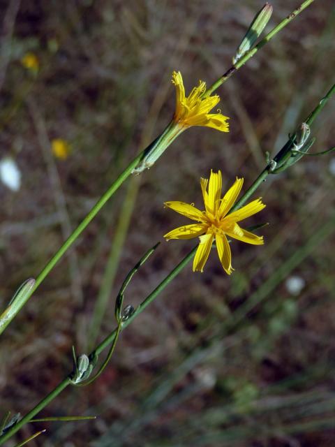 Radyk prutnatý (Chondrilla juncea L.)