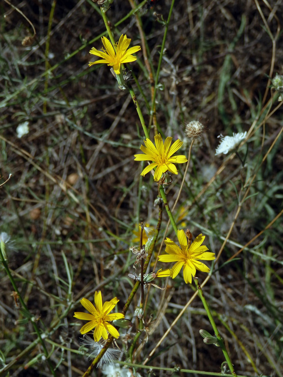 Radyk prutnatý (Chondrilla juncea L.)