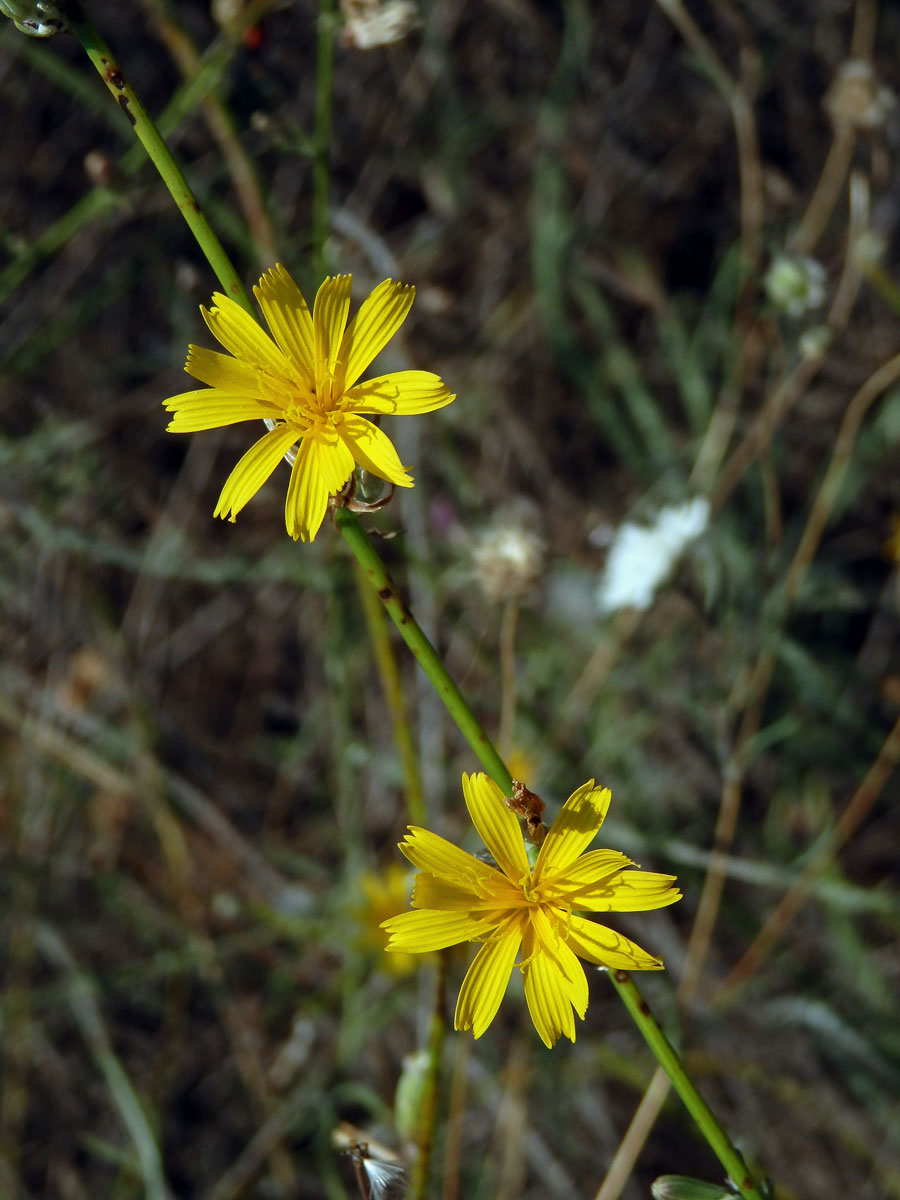 Radyk prutnatý (Chondrilla juncea L.)