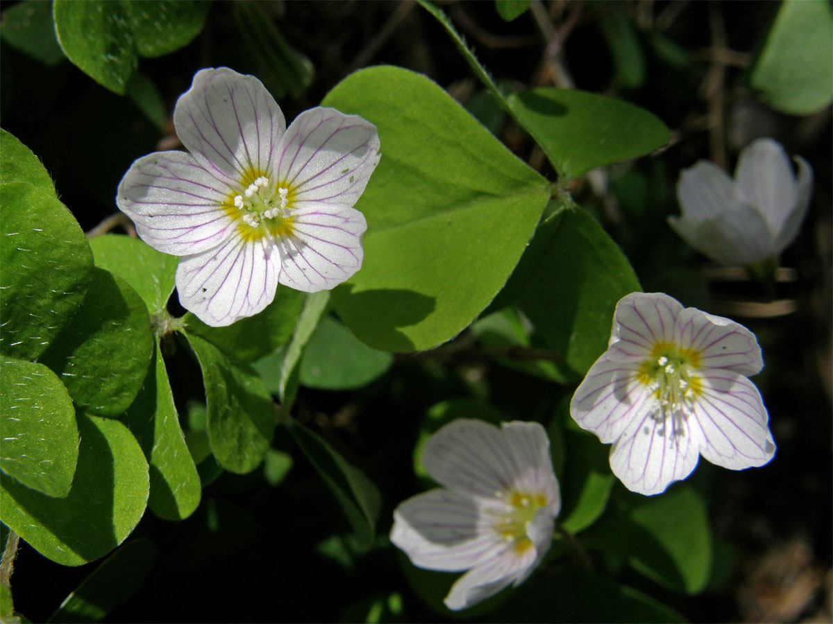 Šťavel kyselý (Oxalis acetosella L.)