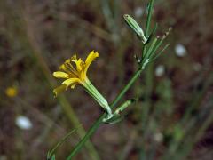 Radyk prutnatý (Chondrilla juncea L.)