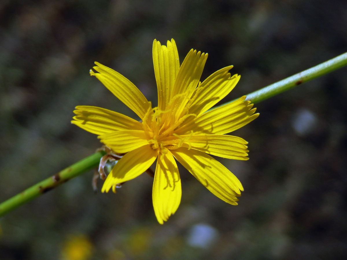 Radyk prutnatý (Chondrilla juncea L.)