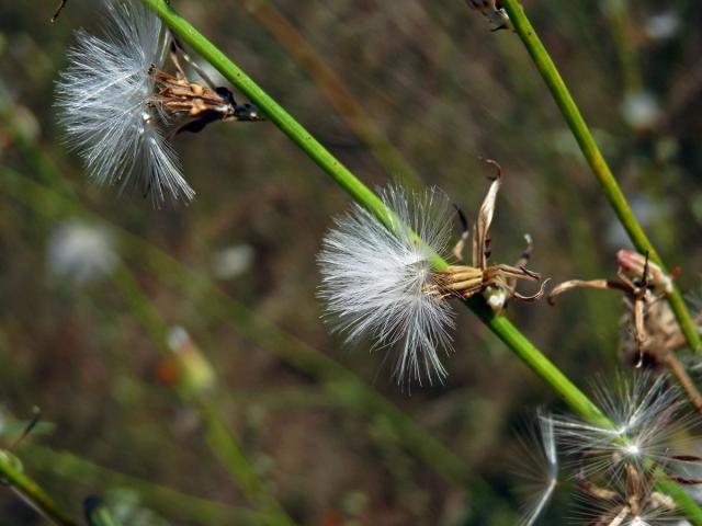 Radyk prutnatý (Chondrilla juncea L.)